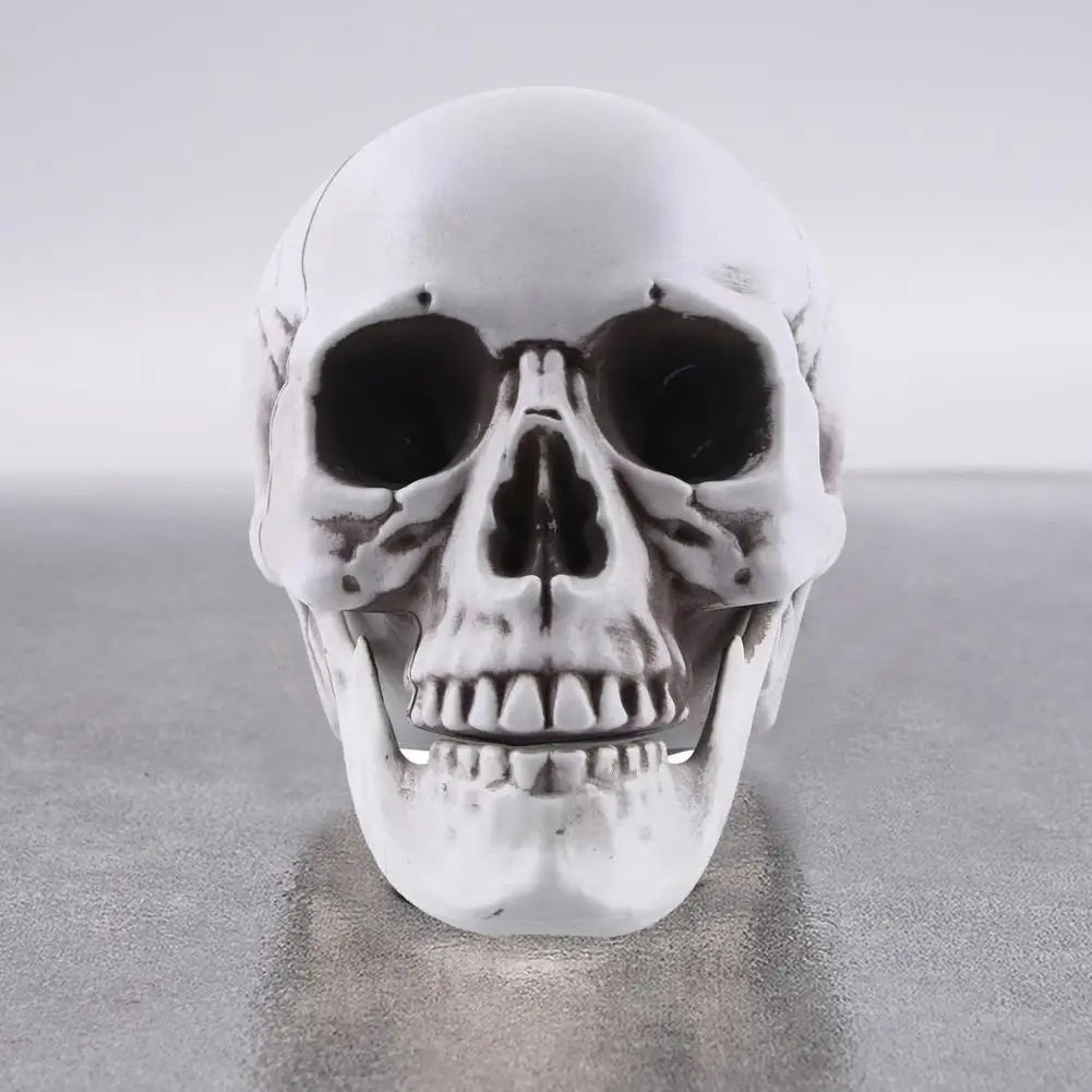 Life Size Human Skull Model Halloween Decor Skeleton Skull Realistic Human Adult Skull Head Bone Model Graveyard Outdoor Decor